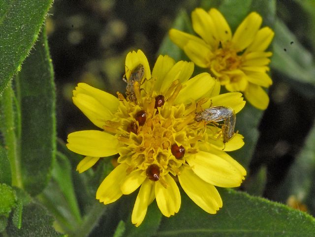 Phalacridae, Stilbus sp (cfr.)